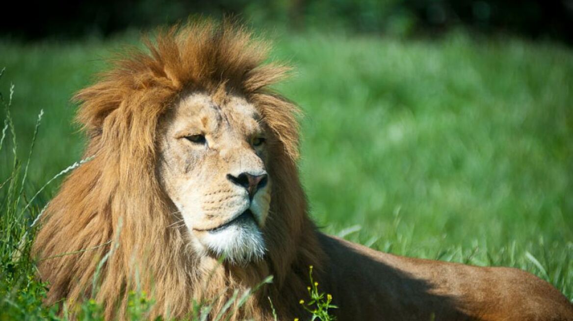Δανία: Ζωολογικός κήπος καλεί παιδιά να δουν live τη νεκροτομή ενός λιονταριού